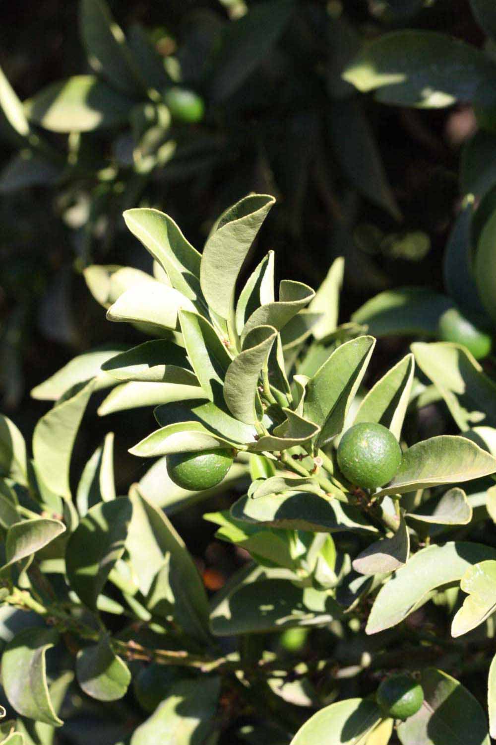              Sun leaves (Riverside, CA)       